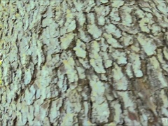 Anal, En gros plan de très près, Doigter, Massage, Orgasme, Public, Solo, Gicler