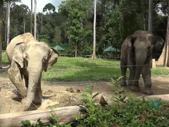 Amateur, Sucer une bite, Brunette brune, Petite amie, Huilée, Orgasme, Pov, Chatte