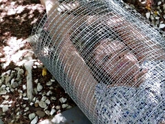 Grote mammen, Bruinharig, Sperma shot, Sperma in gezicht, Hardcore, Moeder die ik wil neuken, Tiener, Tieten likken