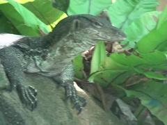 Sucer une bite, Brunette brune, Petite amie, De plein air, Pov, Public, Chatte, Nénés