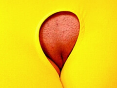 Жопа, Минет, Брюнетки, Собачьи, Ласковые ручки, Бритые, Молоденькие