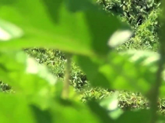 Asiático, Fetiche, Hd, Al aire libre, Realidad, Adolescente, Uniforme, Voyeur