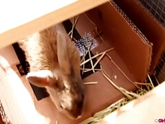 Grosse titten, Braunhaarige, Behaart, Hd, Lesbisch, Flotter dreier