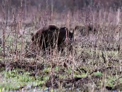 Hot babes drove segway and hunting boar