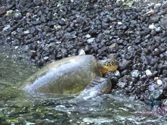 素人, ビーチ, ブロンド, 彼女, アウトドア, 小柄, ハメ撮り, オッパイの
