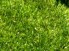 Grosse titten, Blondine, Lesbisch, Nackt, Im freien, Muschi, Vintage, Nass