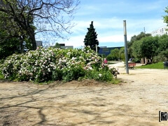Culo, Verga grande, Europeo, Peludo, Latina, Al aire libre, Público, Calcetines