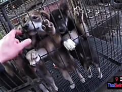 18, 素人, デカチン, フェラチオ, カップル, 彼女, ティーン, タイ