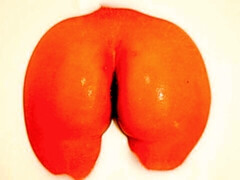 Gros cul, Grosse bite, Gros seins, Sucer une bite, Brunette brune, En levrette, Hard, Mère que j'aimerais baiser