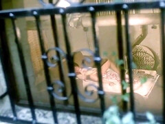 Mamada, Erótico, Besar, Clasico