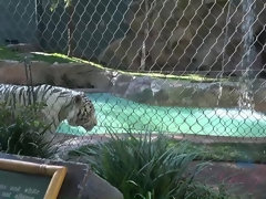 茶髪の, ドレス, 彼女, パンティ, ピアス, ハメ撮り, オマンコ, 剃毛