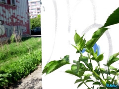 デカチン, デカパイ, フェラチオ, 顔射, ハードコア, 異人種間, 現実, オッパイの
