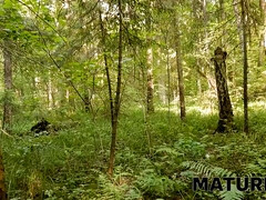 美人, お婆さん, Hd, 熟年, オマンコ, 赤毛, ロシア人, 息子