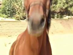 Анальный секс, Большой член, Большие сиськи, Минет, Брюнетки, Кончили внутрь, Сиськи, Винтаж