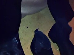 Amateur, Néerlandais, Exhib, Groupe, Public