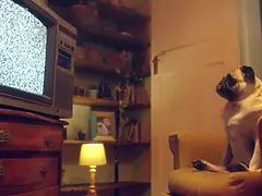 Arsch, Schönheit, Hd, Lesbisch, Lecken, Orgasmus, Muschi, Titten