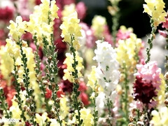 Gros seins, Sucer une bite, Cocu, Tir de sperme, Hd, Monstre, Réalité, Criant