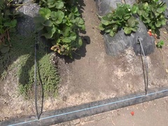 Enthousiasteling, Daddy, Buiten, Klein, Doordringend, Gezichtspunt, Mager, Tieten likken