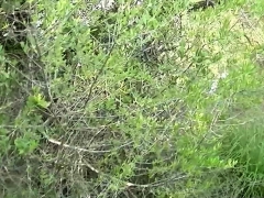 Anal, Blonde, Tir de sperme, Allemand, Hd, De plein air, Pov, Adolescente