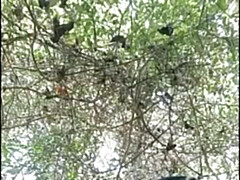 Брюнетки, Член, Секс без цензуры, Хд, Индианки