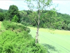 Mamada, Corrida, Corridas, Estilo perrito, Alemán, Hd, Público, Pelirrojo